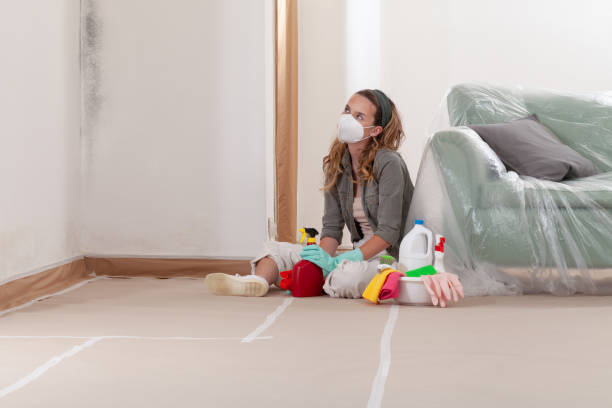 Reliable Mold Remediation contractor in Hector, MN by 24 Hour Mold Removal